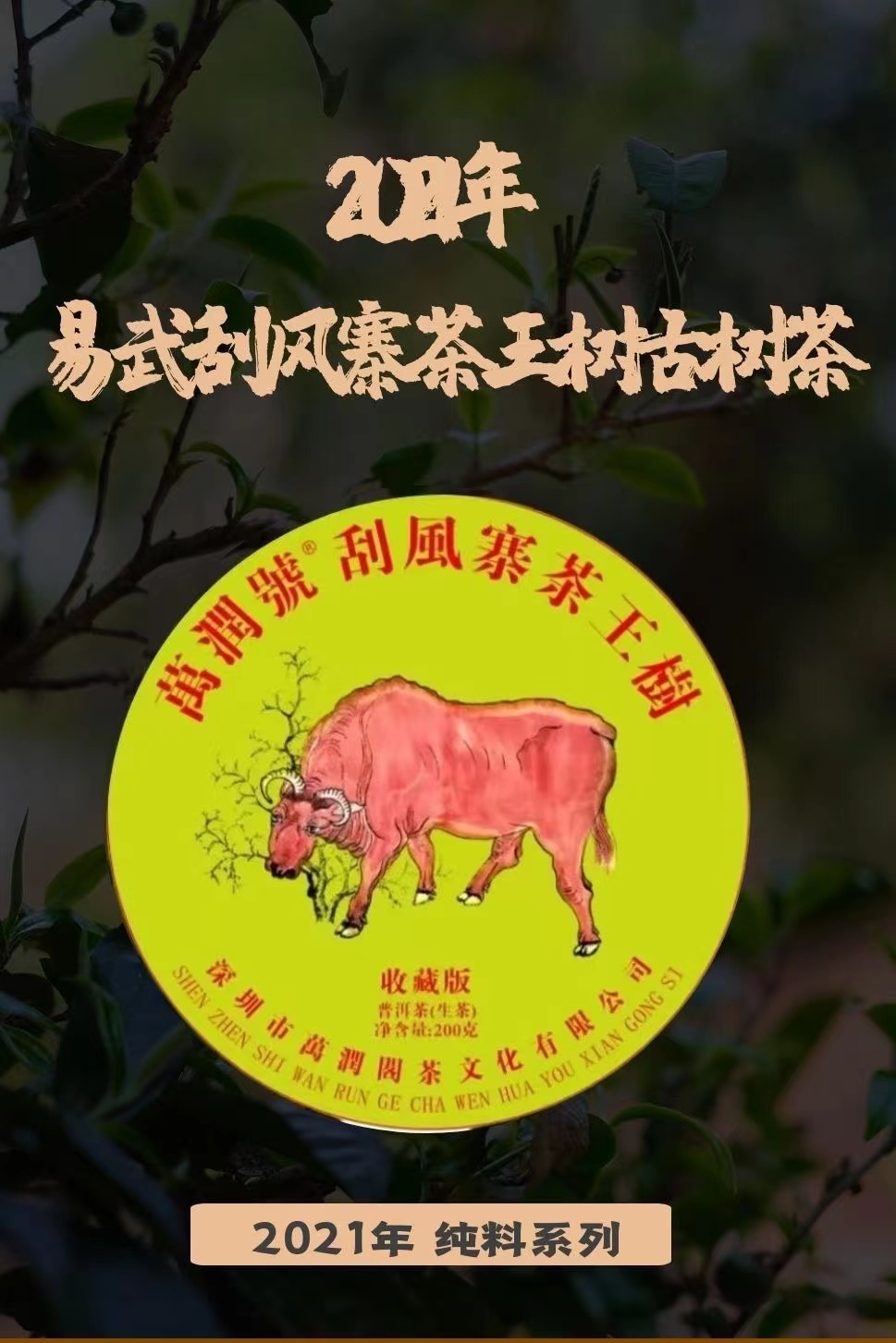 2021年 易武刮风寨茶王树古树茶200g